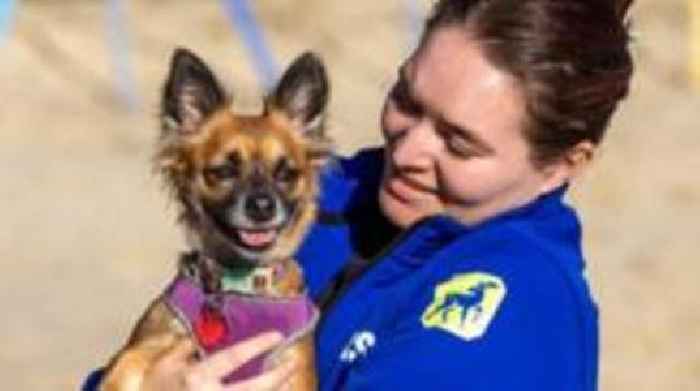 Broken and bruised dog enjoys new life by the sea