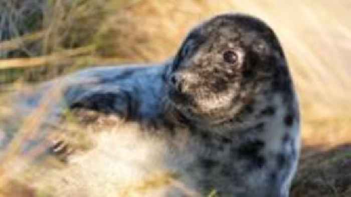 Public urged to stay away from seals off Jersey
