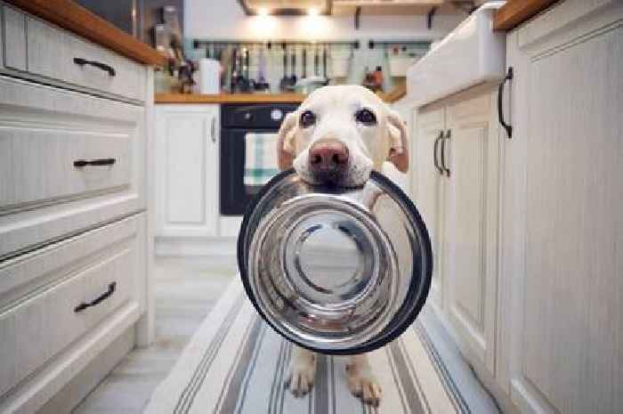 Vet issues advice all dog owners should follow during feeding time