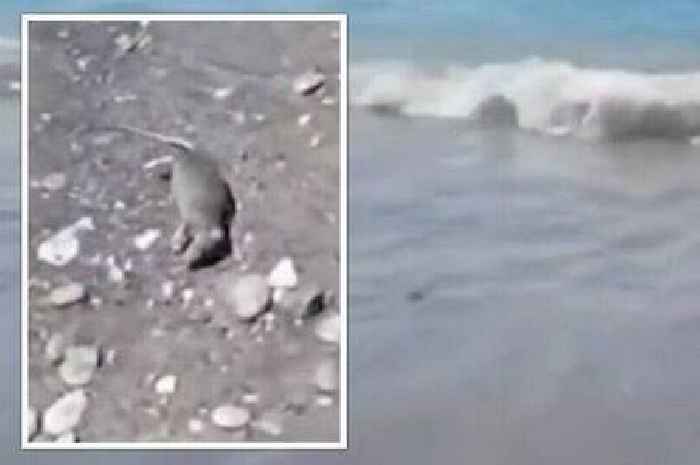 Dead rats washing up on tourist beach leave holiday makers 'horrified'