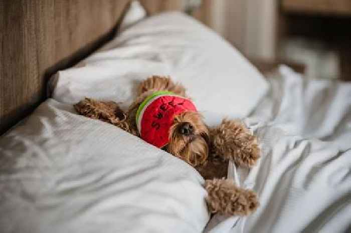 DogFest offers your pup the chance to be a national canine ambassador