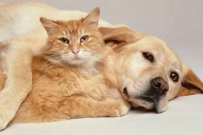Cat's reaction to family's new dog branded 'cutest olive branch'