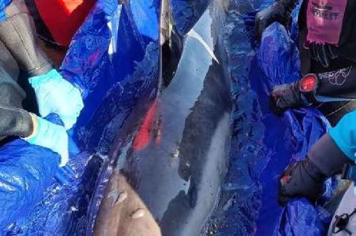 Dolphin stranded on Highland beach dies during rescue mission
