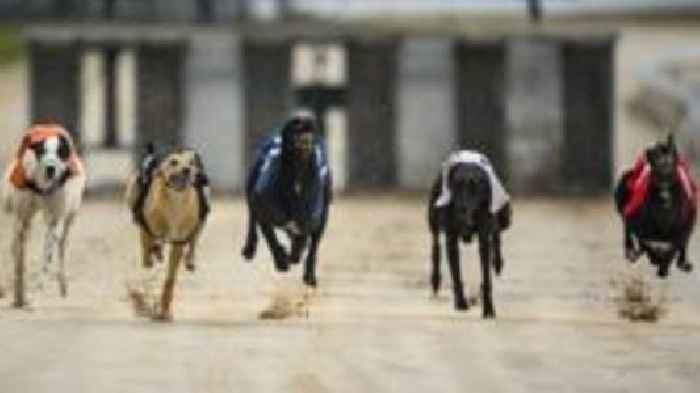 Welsh greyhound racing ban by 2030 under plans