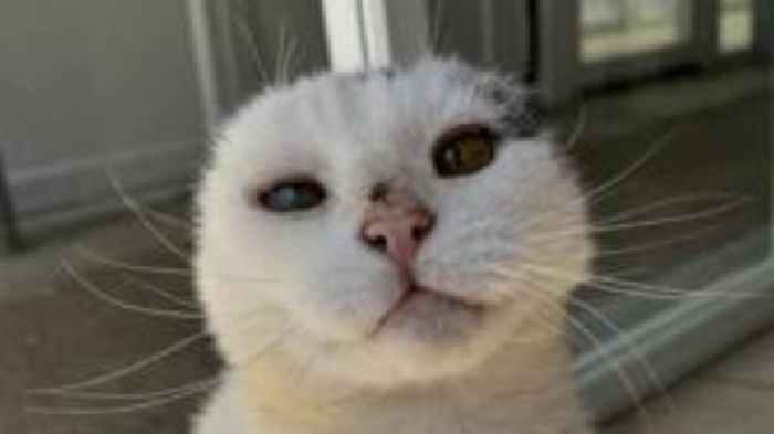 Cat who lost ears to sun damage looks for new home