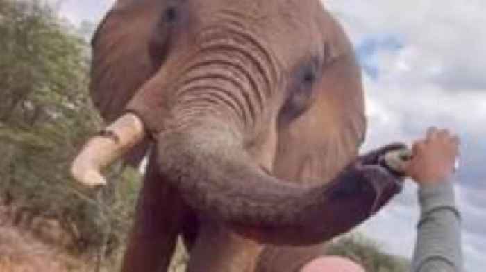 Tourist pouring beer down elephant's trunk in Kenya sparks anger