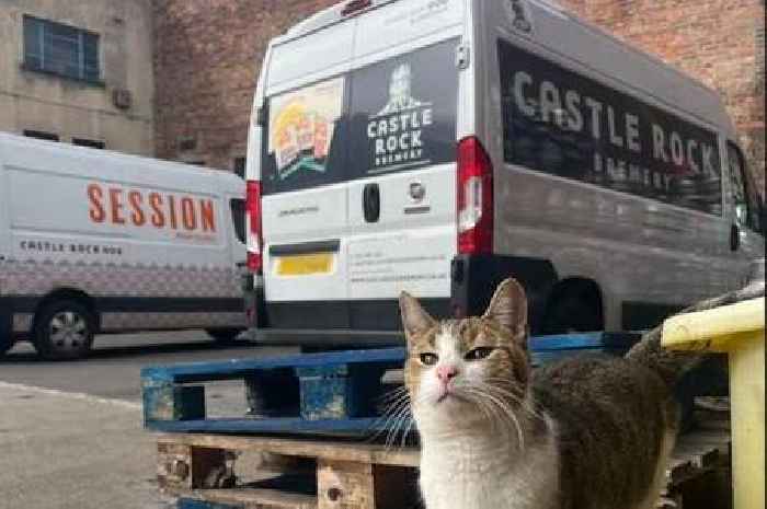 Cat can't keep away from Nottingham pub - travelling 50 miles to get there TWICE