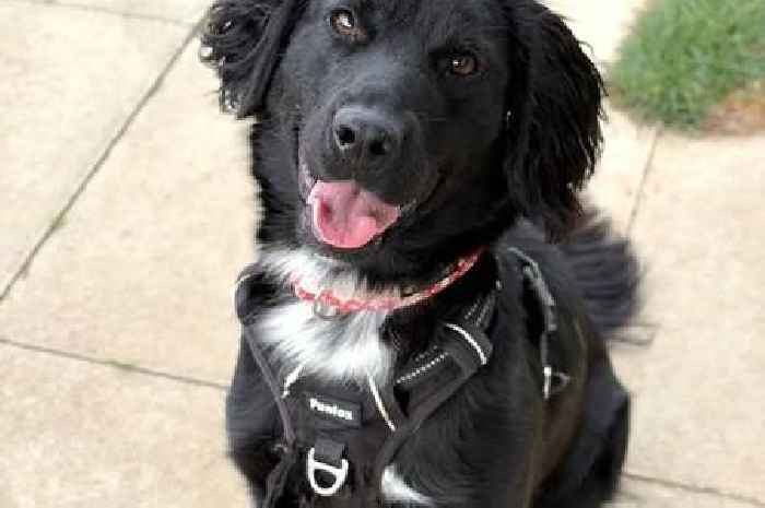 Nine dogs in Cambridgeshire searching for their forever home