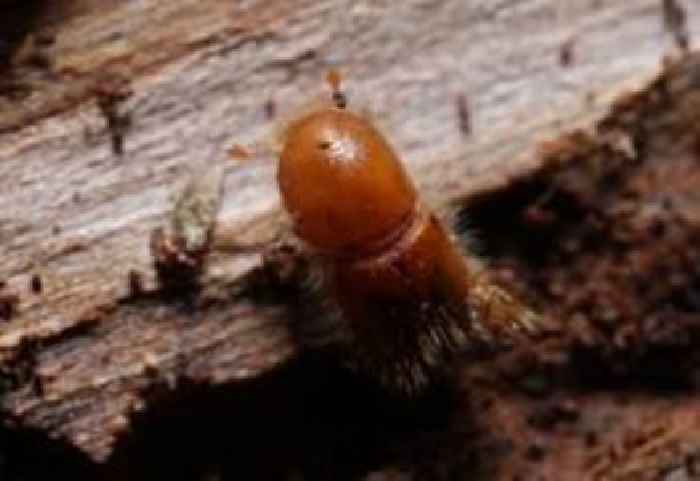 ‘Public enemy number one’: The battle against an eight-toothed beetle threatening UK forests