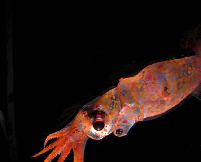 9 other worldly images of ‘The Radiant Sea’
