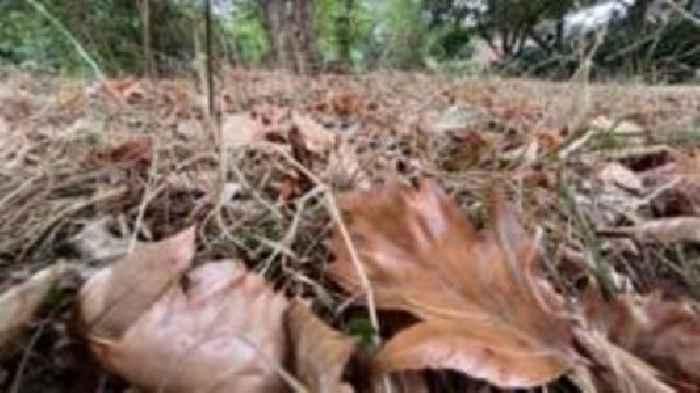 What is a false autumn and why is it happening?