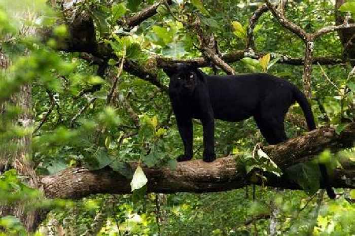 Cotswolds panther 'could be responsible' for death of pet cat