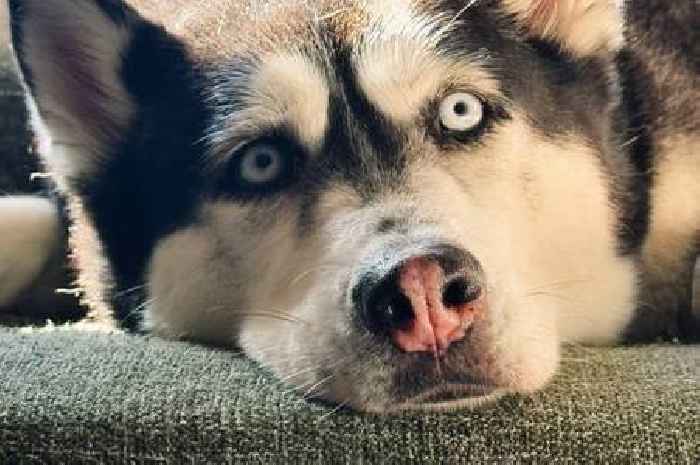 11 wolf-like dog breeds for pet owners with a wild side