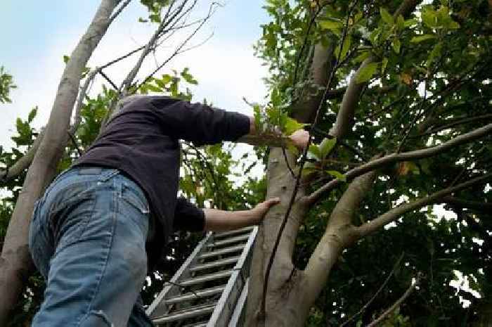 UK homeowners with oak trees in gardens face £20,000 fine after council decision