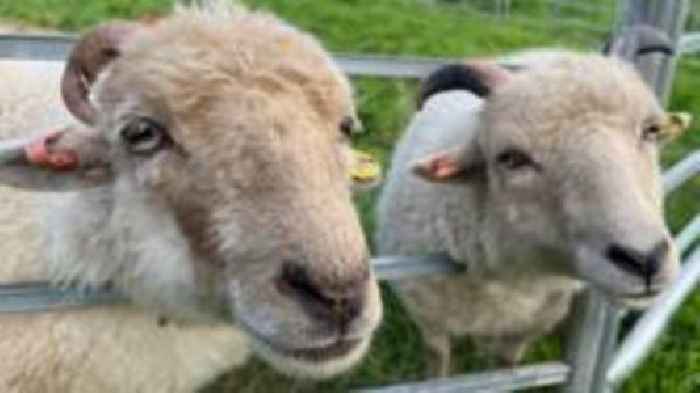 'Luxurious' sheep shelter plan revived