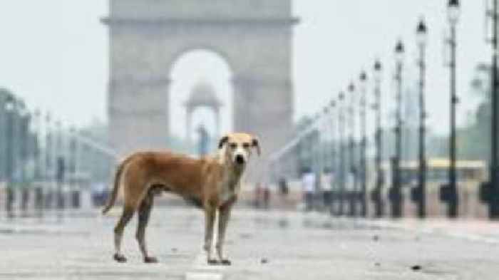 Compassion v fear: Delhi divided over feeding stray dogs
