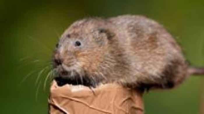 'Returning water voles to river is a celebration'