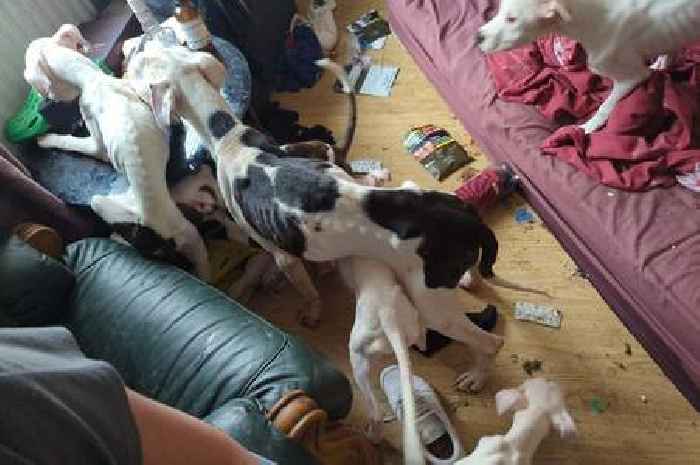 Canterbury woman banned from keeping pets after dog left a 'walking skeleton'