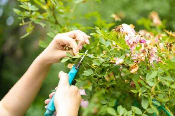 Scots gardeners urged to prune these four plants for 'healthy growth' this month