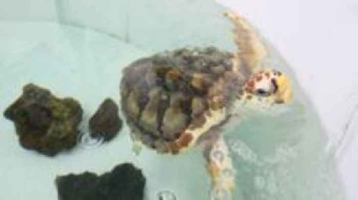 Rescued Barnacle Bill turtle set for return to wild