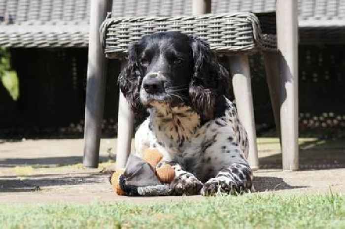 Vet's warning over giving dogs bones to chew after spaniel undergoes surgery