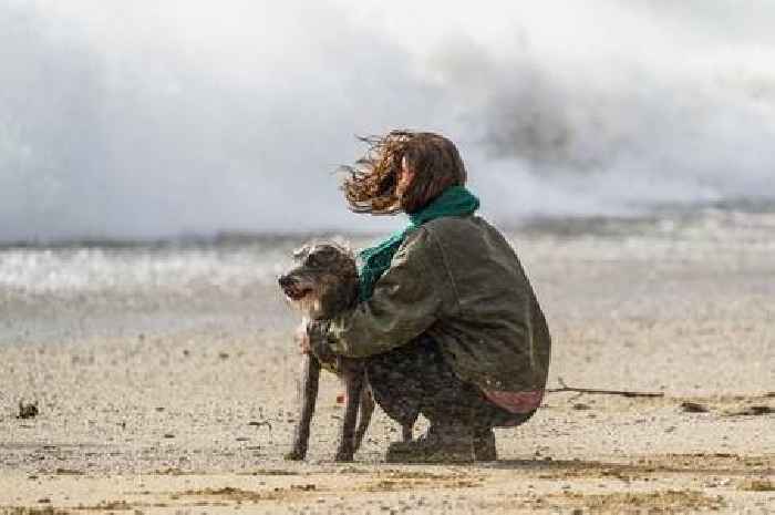 Cornwall beaches where dogs are allowed back