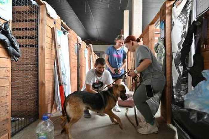 Dog arrives at shelter 'heartbroken' after tragic reason sent her into care