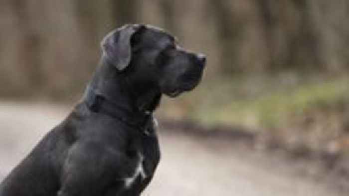 Social media linked to rise in abandoned large dogs