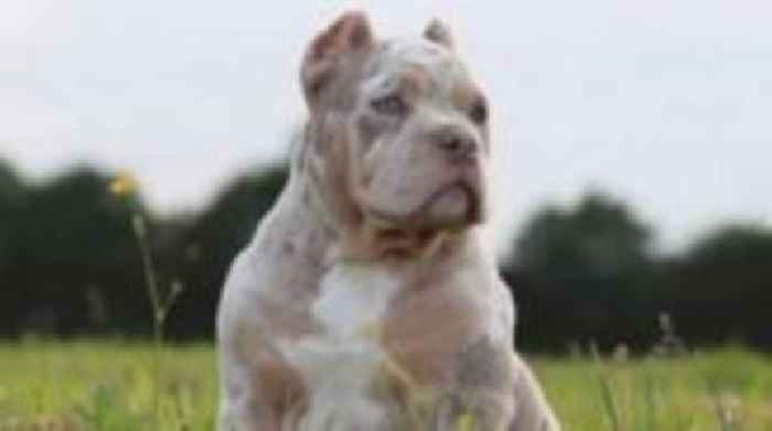 Pair sentenced for illegal cropping of dogs' ears
