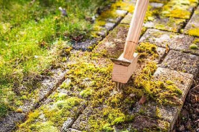 Moss and 'dangerous' algae will 'disappear' from your driveway with 35p item