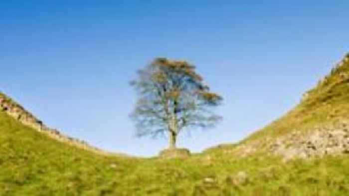 Counting rings reveals Sycamore Gap tree age range