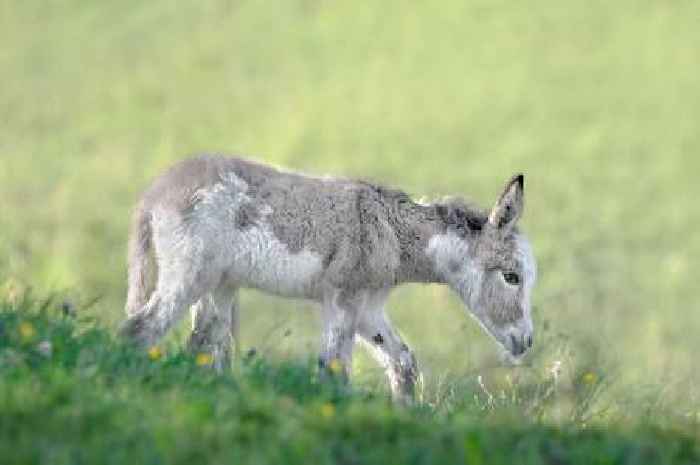 Animal lovers' hearts melt as baby donkey's adorable 'first' captured on camera