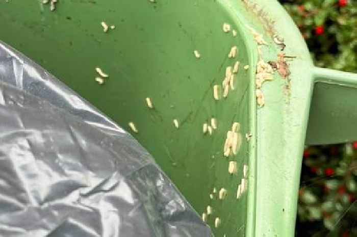 Kill maggots 'instantly' with 1 kitchen ingredient you can add to your bin now