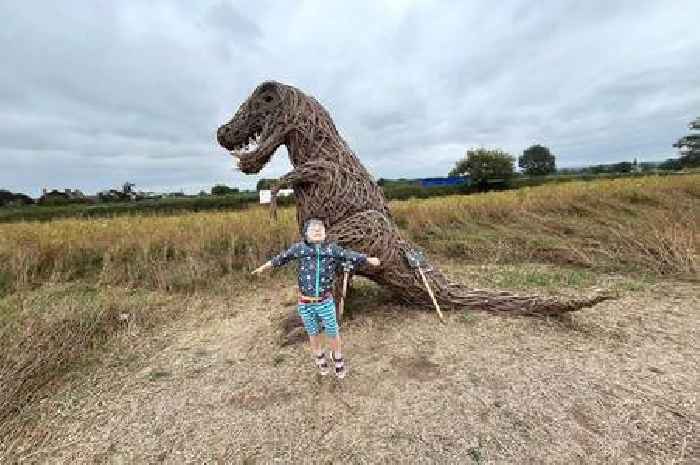 Ice cream farm now has dinosaur trail and sunflower field