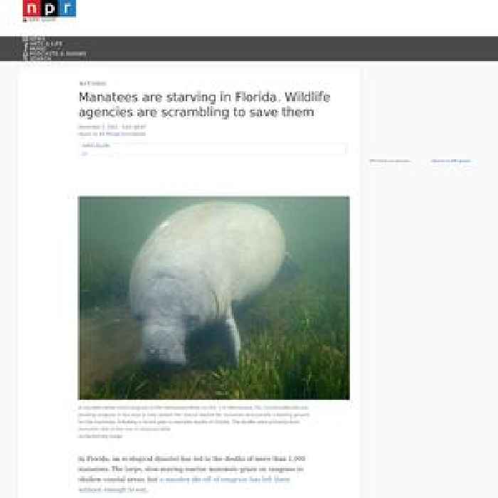 Manatees are starving in Florida and wildlife agencies are scrambling to save them