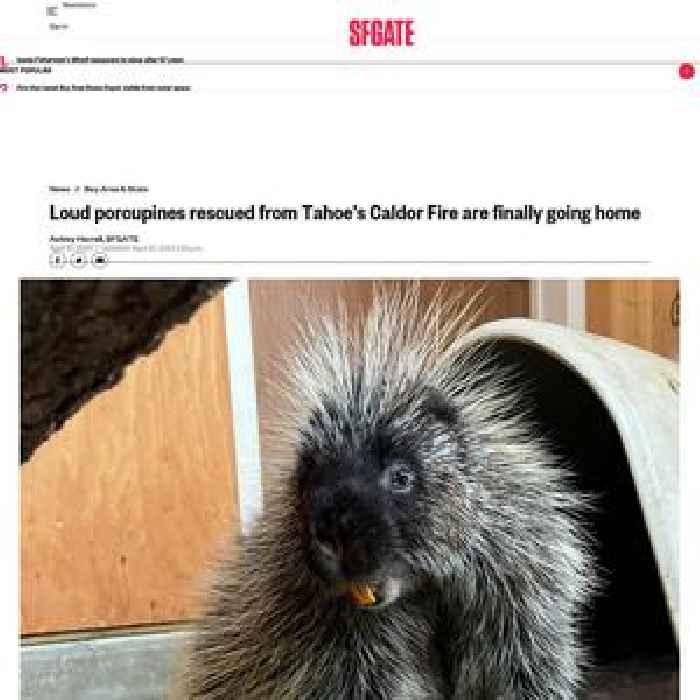 Loud porcupines rescued from Tahoe’s Caldor Fire are finally going home