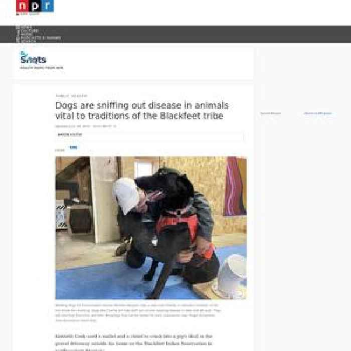 Dogs are sniffing out disease in animals vital to traditions of the Blackfeet tribe