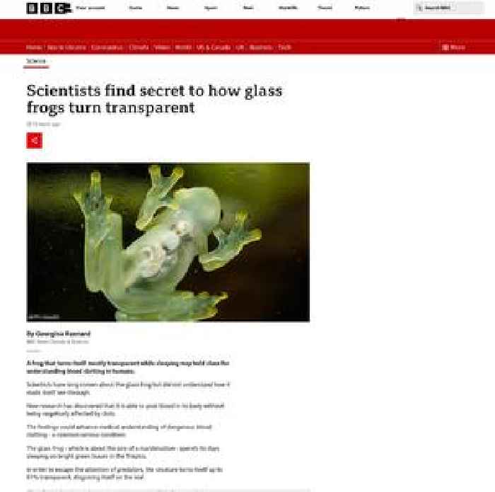 Scientists find secret to how glass frogs turn transparent