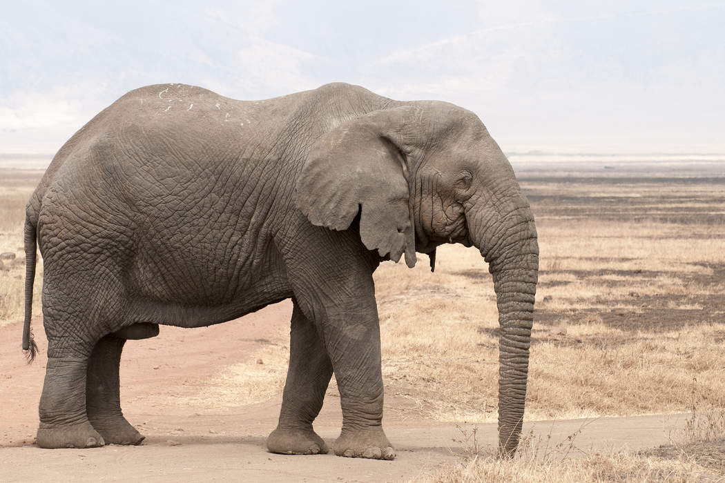 African Elephant Attack Leaves 80-Year-Old Woman Dead, Safari Truck Flipped