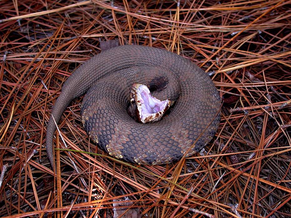 Agkistrodon piscivorus