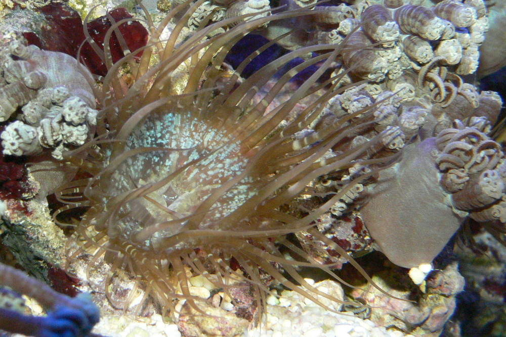 Sea Anemone’s Sweet Efforts Help Reef Ecosystems Flourish