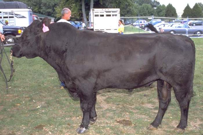 Gene Prediction Tool Selects Premium Grade Angus Herds In Missouri And Across US
