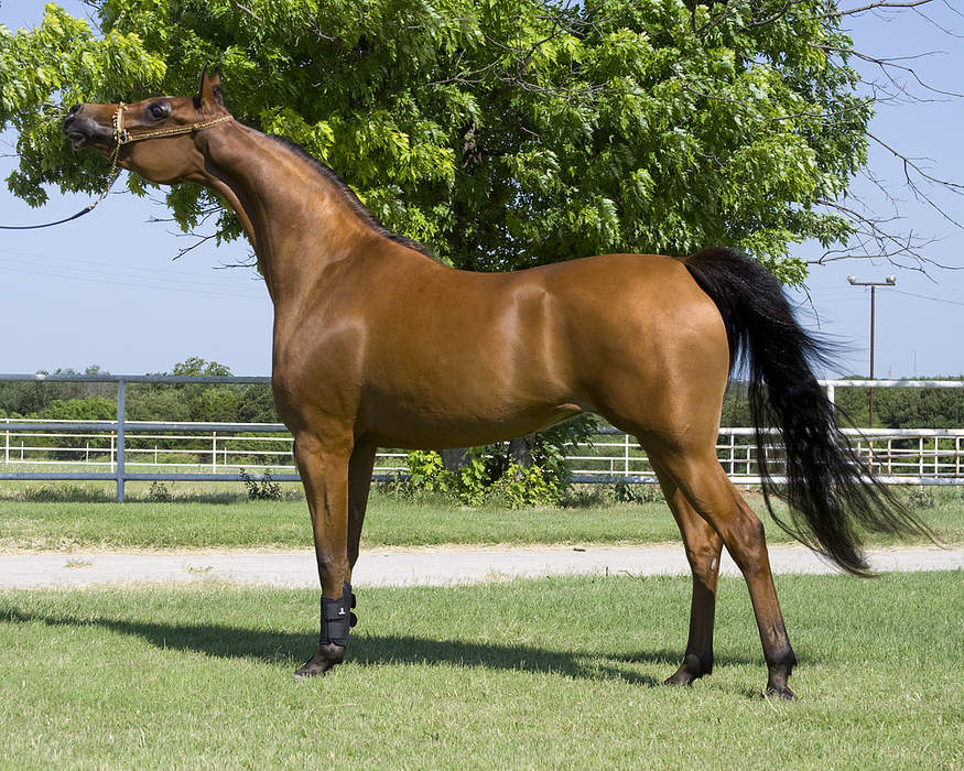 Arabian horse