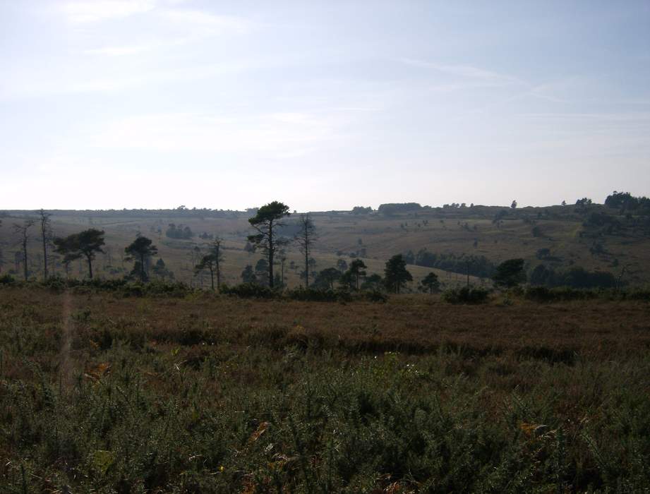 Ashdown Forest: Winnie the Pooh woodland bids for £750k Defra grant