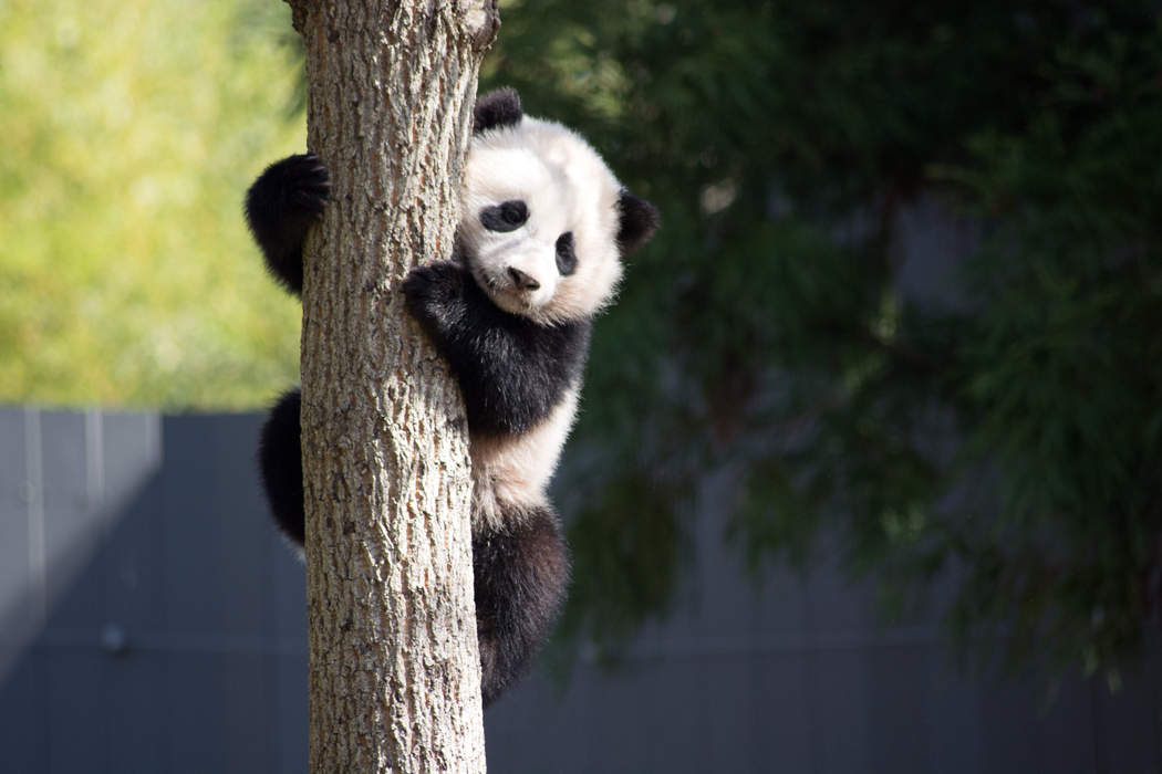 Famous panda Bao Bao up a tree
