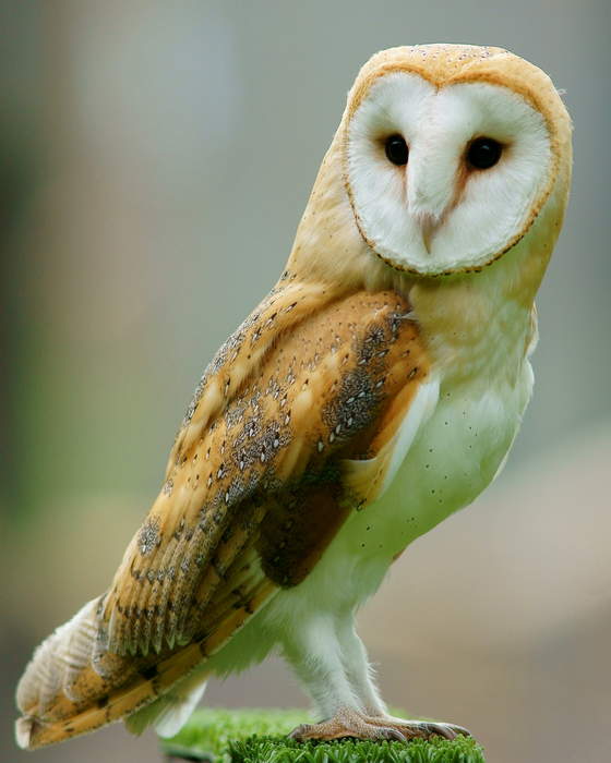 Barn owl