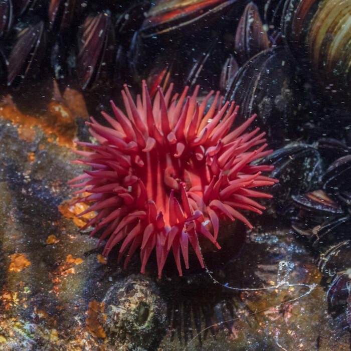 Shy Sea Anemones More Likely To Survive Heatwaves