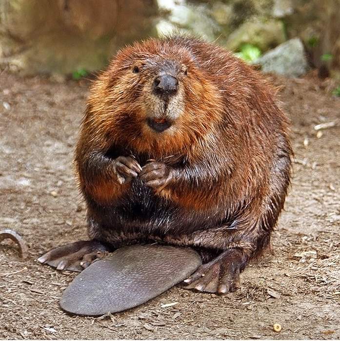 Beavers back for the 'first time in 400 years'