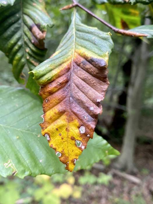 An Inside Look At Beech Tree Disease