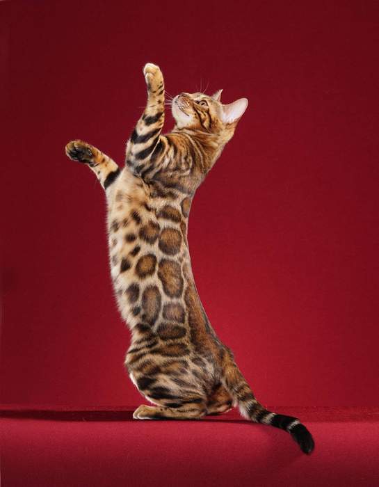 How Wild Is The Bengal Cat Genome?